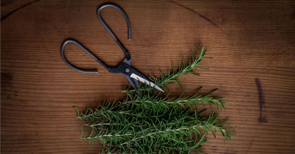 Pair of herb scissors on a table with some rosemary